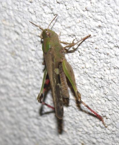 Réf. 217 765 : Aiolopus strepens